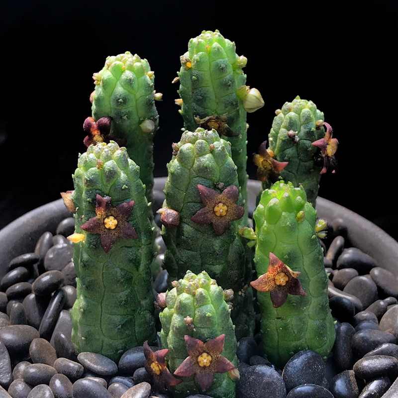 红花青龙角迷你品种小花美花群开稀有奇异花卉萝藦科多肉植物盆栽