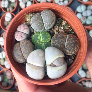 生石花多肉植物套餐组合盆栽石头花屁股花盆景新手植物彩色PP花苗