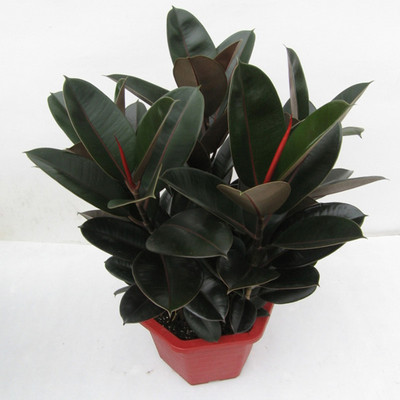 盆栽庭院盆栽室内花卉树苗