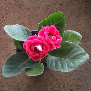 包邮 大岩桐重瓣带花发货四季 开花芙蓉花除甲醛桌面绿植水培花卉