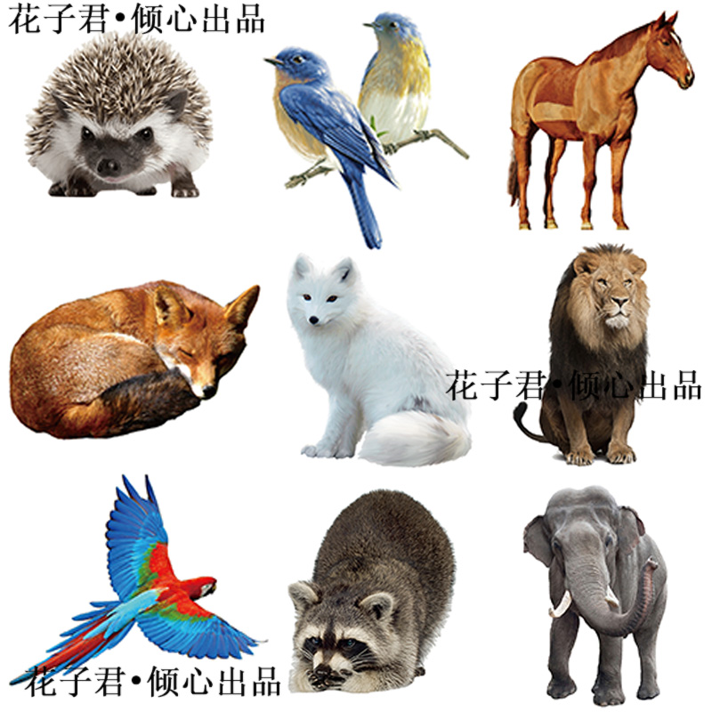 100张动物写实贴纸ins风笔记本手机壳桌面iPad创意装饰贴画