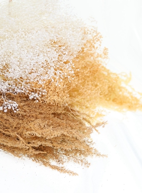 满天星干花梦幻草 霞草DIY材料 刺藜 荷兰干燥花建筑沙盘情景模型
