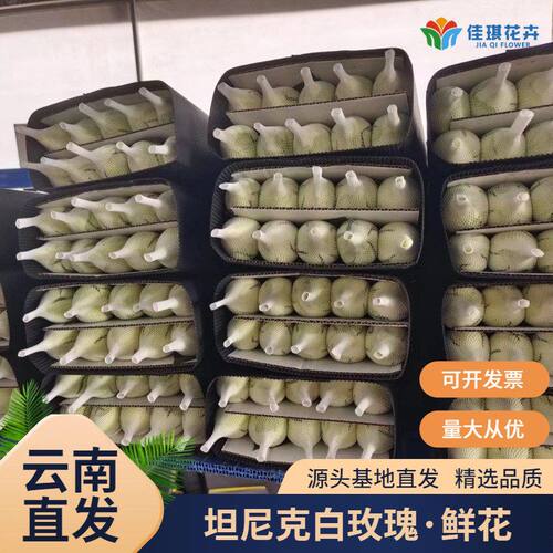 大头白玫瑰鲜花坦尼克婚庆花材