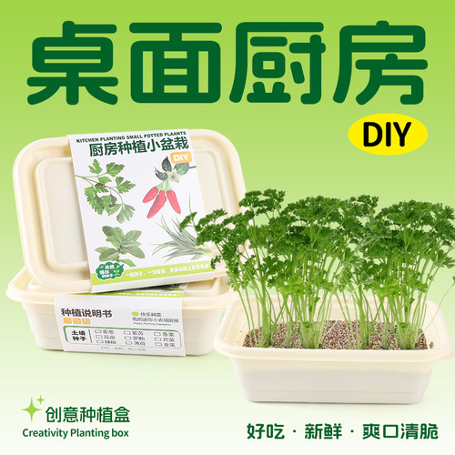 儿童种植土培小盆栽薄荷香菜草罗勒种子香料小学生阳台种植蔬菜盆