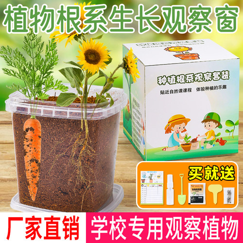 儿童种植小盆栽番茄植物胡萝卜透明生长观察向日葵小学生土培实验