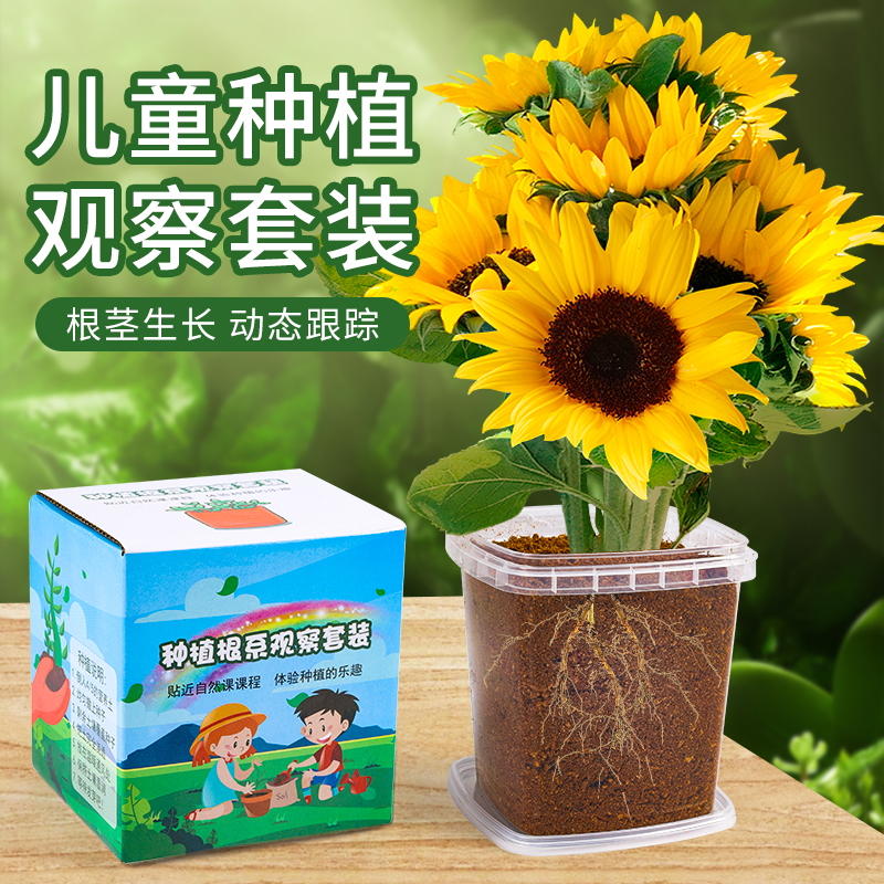 学校指定学生土培小植物实验作业