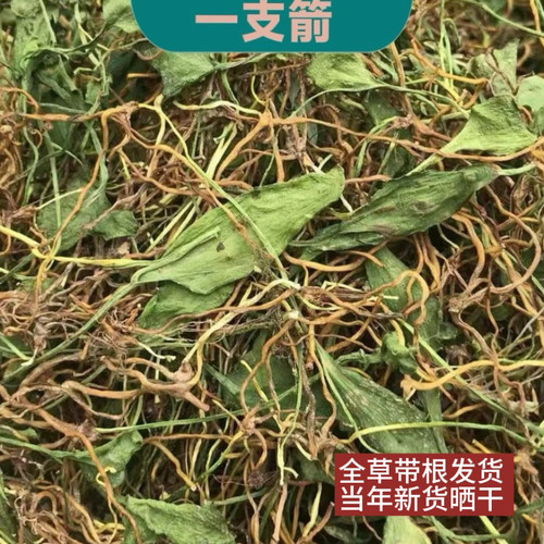 一支箭 一枝箭云南中草药材一支箭蛇须草蛇咬子青藤新鲜干货包邮