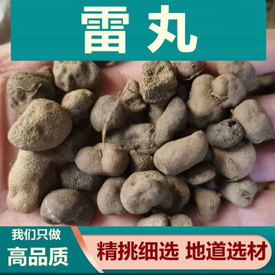 雷丸云南中药材雷实竹林子