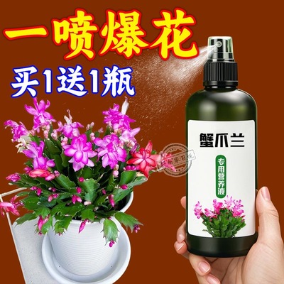 【蟹爪兰爆长】专治干瘪软烂枯黄