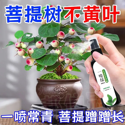 菩提树营养液】专治黄叶落叶落果