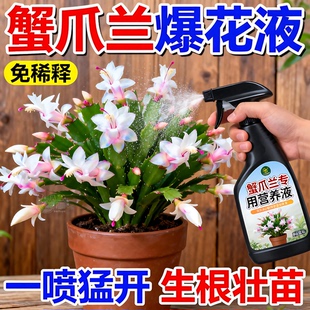 蟹爪兰专用免稀释营养液植物型叶面一喷绿催箭促花绿叶壮根营养液
