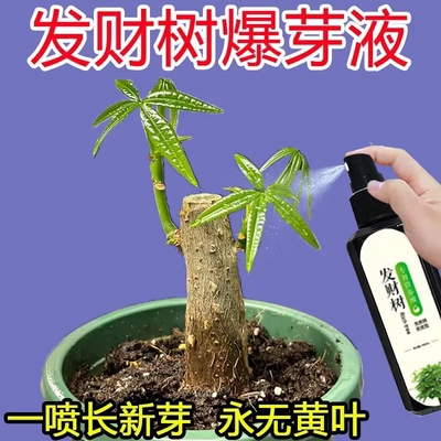 发财树营养液专用肥料治黄叶烂根