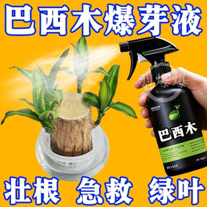 免稀释巴西木专用营养液家用花卉盆栽植物液体肥室内花肥料幸运木