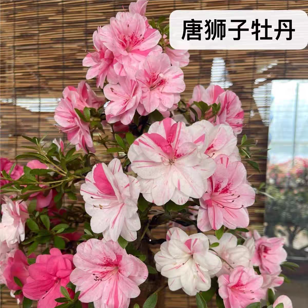 五彩皋月莹杜鹃花四季