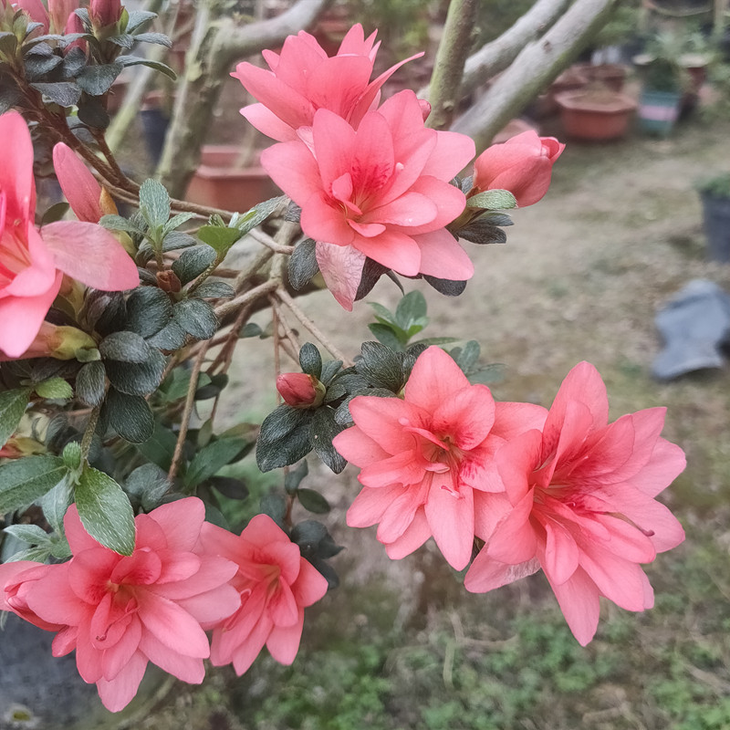 皋月杜鹃花耐寒耐热盆栽娟之舞莹国旗红一树多色耐旱四季开花植物