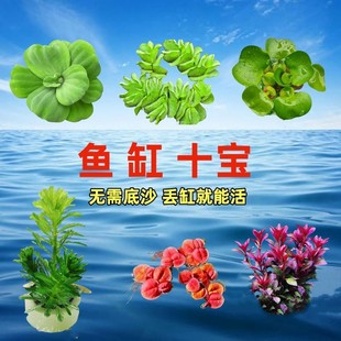 饰水培植物水葫芦池塘净化水质增氧套餐 水芙蓉养鱼龟缸造景水草装