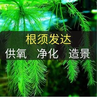 水芙蓉浮萍水草造景绿植根须发达易养增氧净化水质鱼缸造景水葫芦