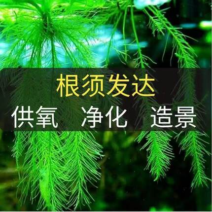 水芙蓉浮萍水草造景绿植根须发达易养增氧净化水质鱼缸造景水葫芦
