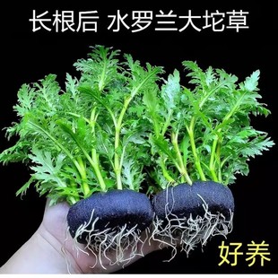水罗兰红波大坨基营养土底座水培植物鱼缸生态缸沉底造景植物净水