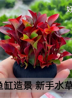 养鱼水草红波坨草造景装饰红色水草阴性活体植物懒人水培新手好养