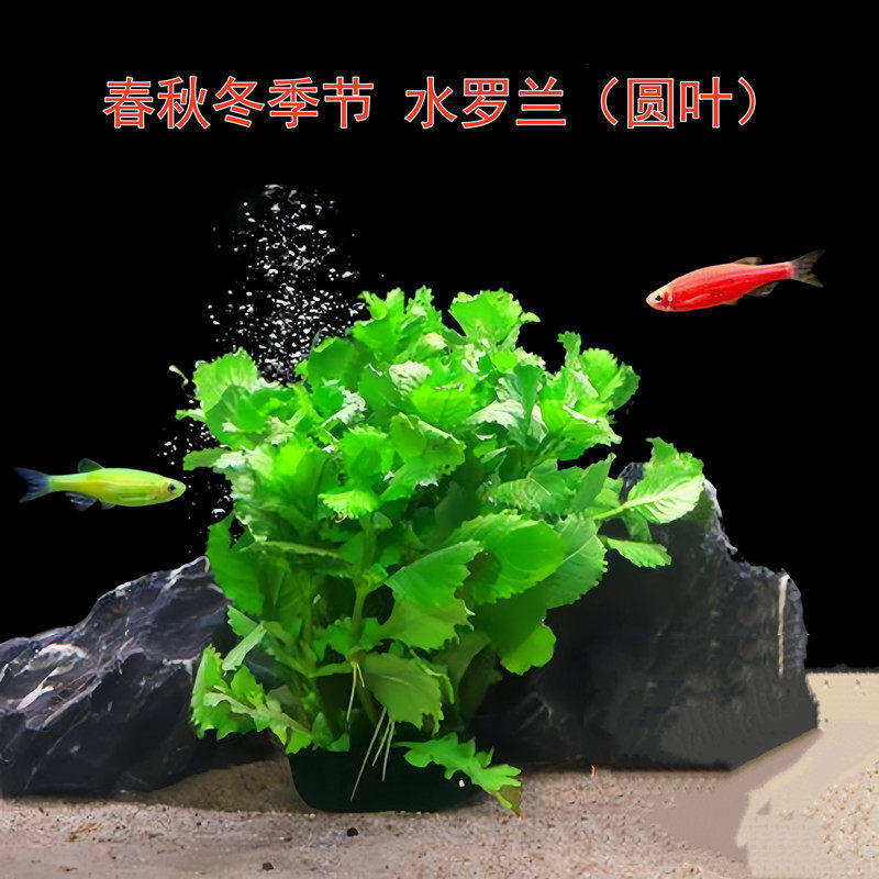 水罗兰基四季鱼缸装饰水草