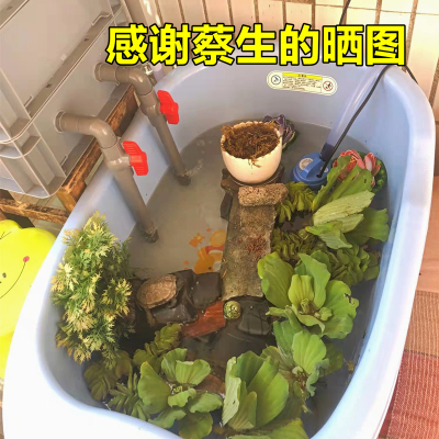 水草鱼缸乌龟缸造景植物家用装饰用品水生绿植生态缸浮萍净化活草