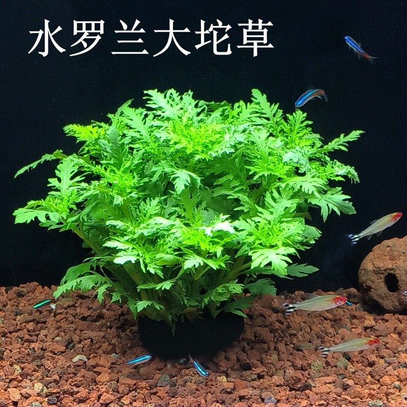 水罗兰红波大坨基营养土底座水培植物鱼缸生态缸沉底造景植物净水