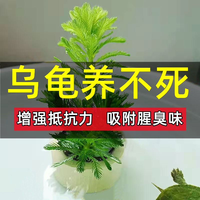 小乌龟活物水草植物乌龟专用缸养乌龟水草巴西龟龟缸造景绿植用品 宠物/宠物食品及用品 龟/鳖 原图主图