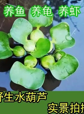 野生水葫芦绿色水草鱼缸造景净化水质易种植水生花卉种植花苗植物