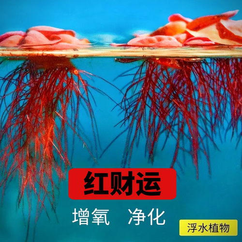 龟缸鱼缸造景养殖净化水质淡水草