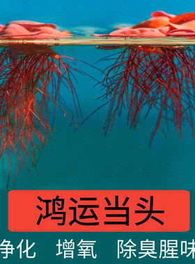 鱼缸水草造景增氧养乌龟净化浮萍