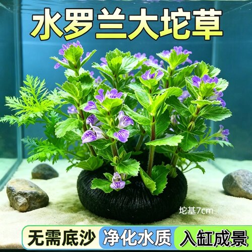 水罗兰坨草鱼缸造景水草绿植