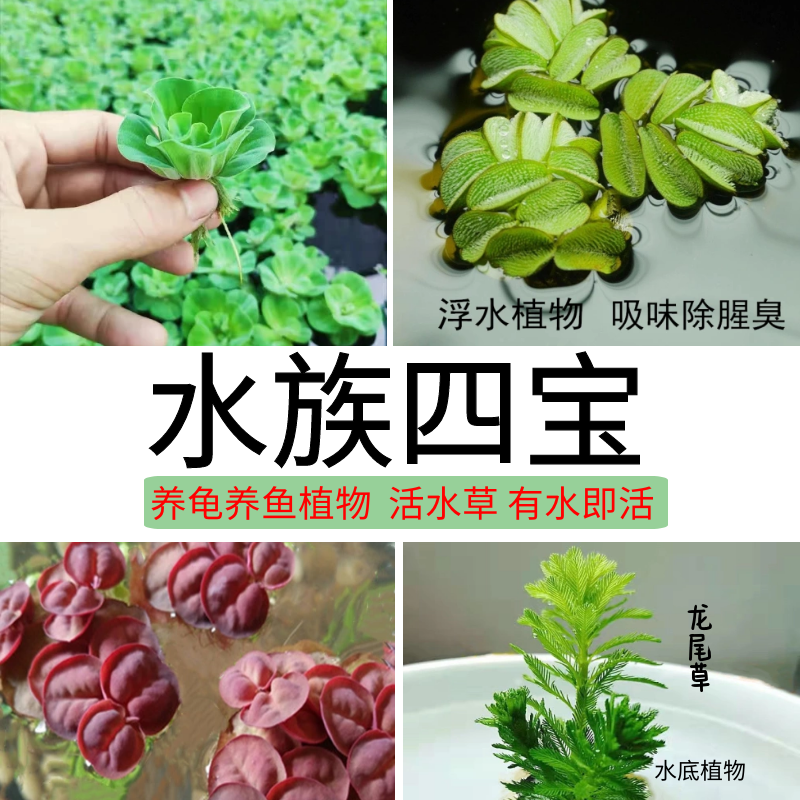 鱼缸装饰水草种子造景草缸绿植浮萍水培植物睡莲水草种籽水草浮萍
