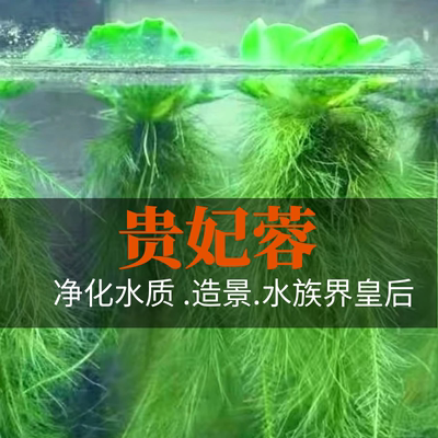 水芙蓉鱼缸龟缸净化水质水草增氧