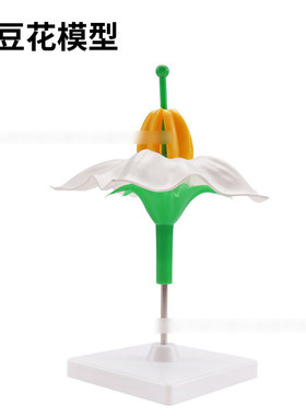 土豆花模型303植物花放大模型显示了土豆花的外部形态及结构小学