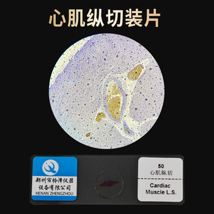 心肌纵切装片切片生物切片涂片小学初中高中生物科学实验切片显微