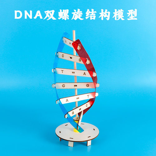 DNA双螺旋结构模型木质款DIY科技小制作生物科学实验器材科普教学