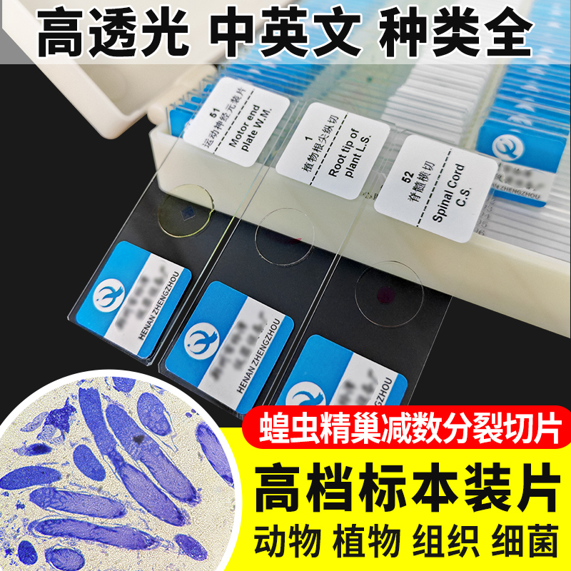 蝗虫精巢减数分裂切片装片生物切片涂片小学初中高中生物科学实验