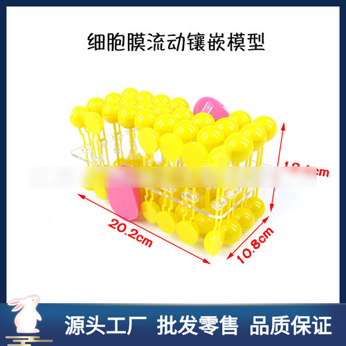细胞膜流动镶嵌模型33304细胞膜模型组件教师讲解细胞结构用初中