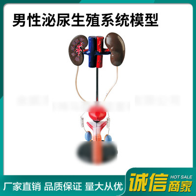 男性泌尿生殖系统模型33213讲解泌尿生殖系统主要脏器的剖面构造