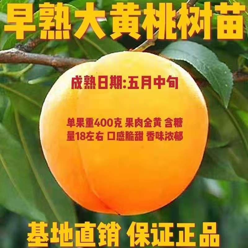 嫁接桃树苗早熟大黄桃果树苗子新品种基地培育南北方种植当年结果
