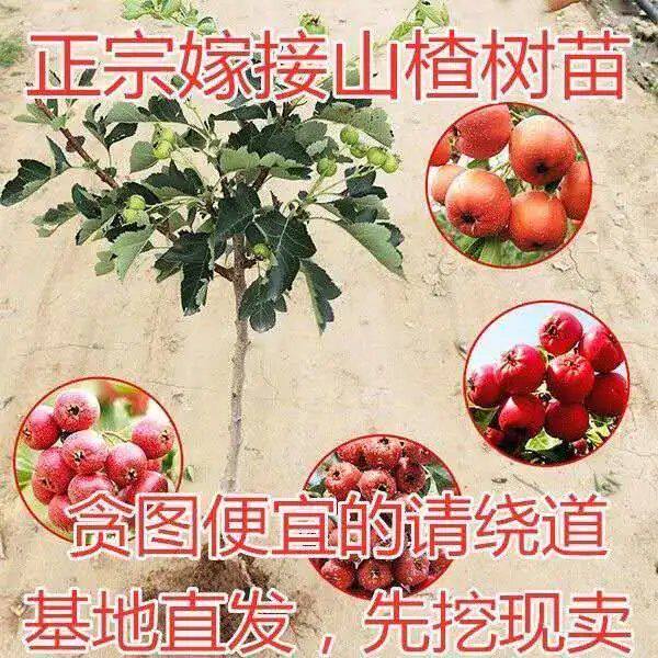 正宗嫁接山楂树苗南北方种植当年结果盆地栽特大山楂树苗包邮包活
