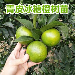 冰糖橙树苗嫁接橙子苗云南冰糖橙树苗青皮脐橙苗南北方种植当年结