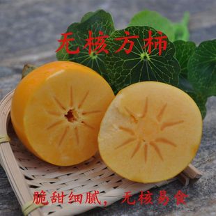 无核方柿树苗嫁接柿子树苗脆甜柿子树苗火晶柿子树苗南方北方种植