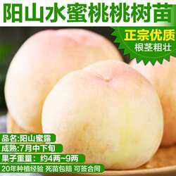 正宗水蜜桃阳山水蜜桃苗嫁接苗无锡树果苗南方种植活