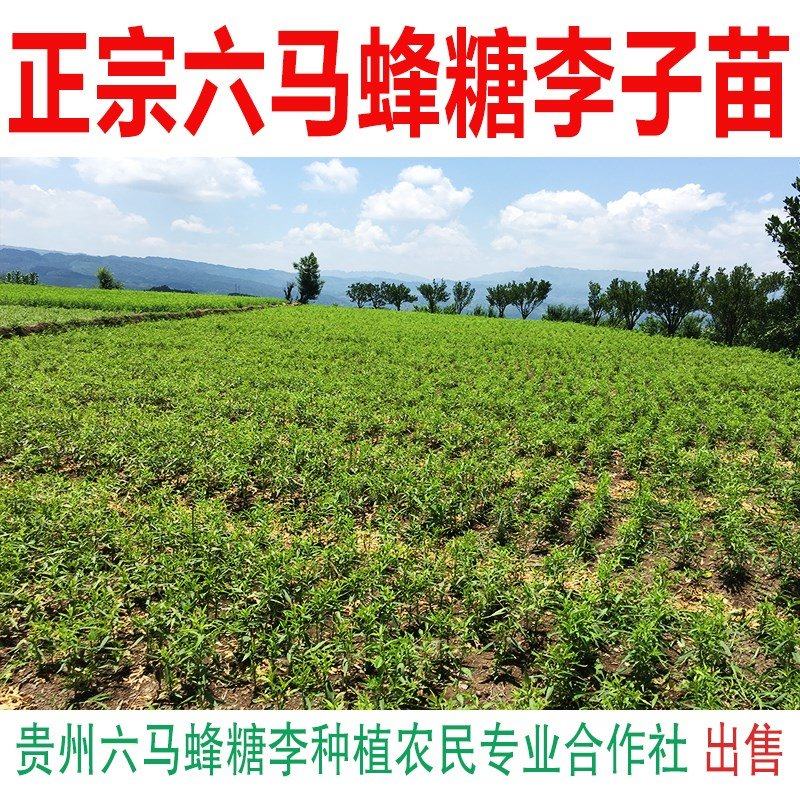 蜂糖李子树苗 贵州发源产地蜂糖李老枝条嫁接苗 六马正宗蜂糖李苗,鲜花速递/花卉仿真/绿植园艺,果树,淘宝优惠券,粉丝福利购,淘宝优惠卷