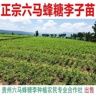 蜂糖李子树苗 贵州发源产地蜂糖李老枝条嫁接苗 六马正宗蜂糖李苗
