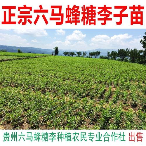 蜂糖李子树苗贵州发源嫁接苗