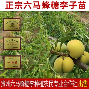 贵州嫁接正宗六马苗李子树原产地老枝蜂糖李子树苗镇宁蜂蜜李子树