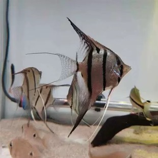 魔门斯卡神仙鱼f1埃及秘鲁神仙鱼红背燕鱼七彩神仙鱼观赏鱼活体鱼